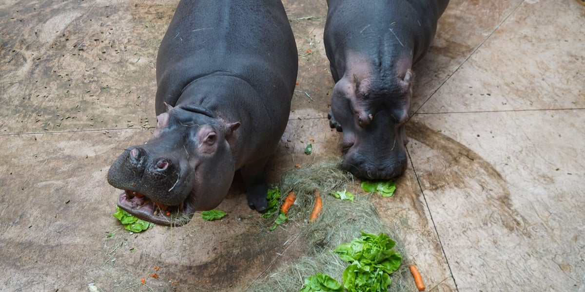 Dwie hipopotamice z wrocławskiego zoo podczas pałaszowania warzywnego tortu