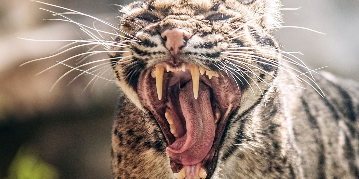 Pantera mglista z wrocławskiego zoo