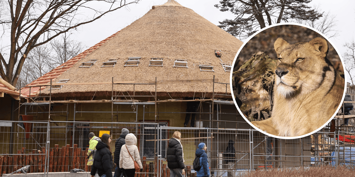 Budowa nowego pawilonu Lwiarni, zwiedzający, w kółku z prawej lwica z wrocławskiego zoo