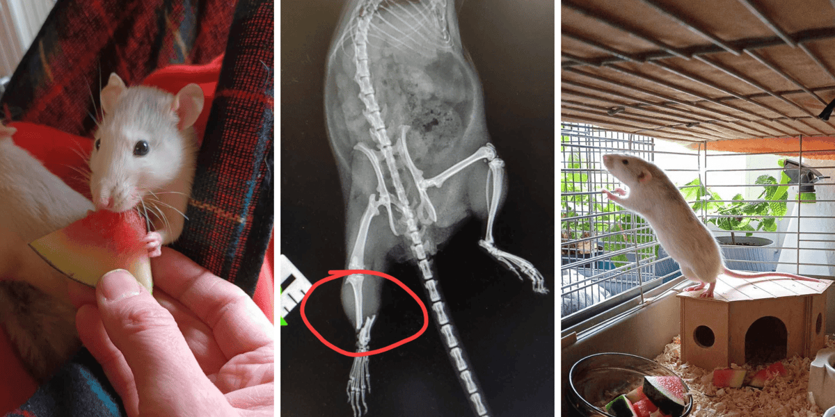 Szczurki, które cudem przeżyły upadek z trzeciego piętra, dochodzą do siebie pod opieką Ekostraży