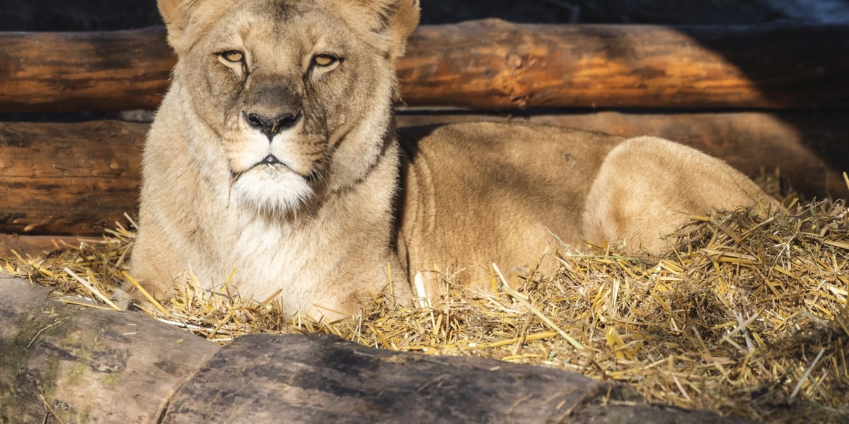 Lwica Okavango w zoo Wrocław