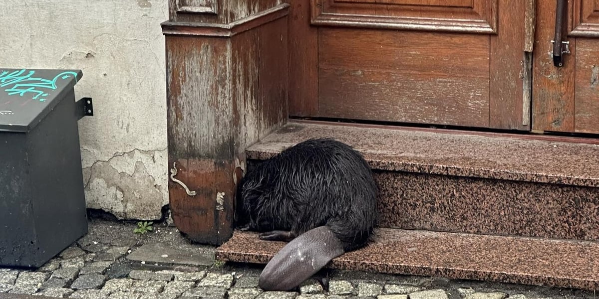 Bóbr, który zapędził się aż na ul. Odrzańską