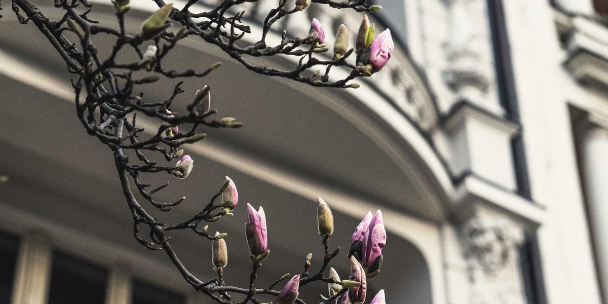 Magnolia przy Podwalu
