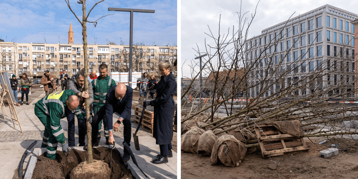 Sadzenie drzew na Nowym Targu. Z prawej z łopatą Katarzyna Szymczak-Pomianowska, dyrektor Departamentu Zrównoważonego Rozwoju UMW, obok Jacek Mól, dyrektor Zarządu Zieleni Miejskiej