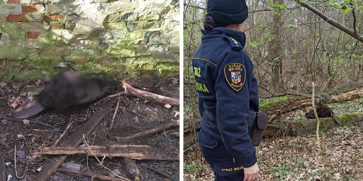 Kolaż dwóch zdjęć. Z lewej: bóbr uwięziony w dziurze piwnicznej po nieistniejącym budynku. Z prawej: bóbr wypuszczony przez Animal Patrol straży miejskiej w naturalnym środowisku.