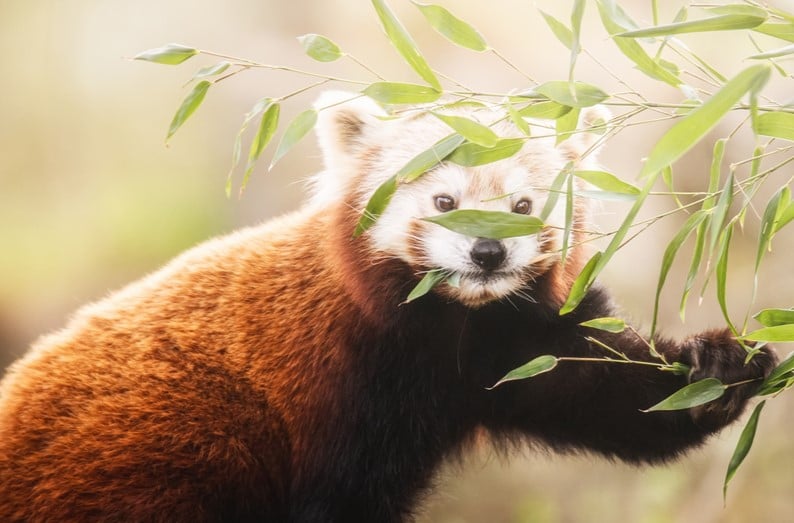 Lian - panda ruda, która od niedawna mieszka w naszym zoo