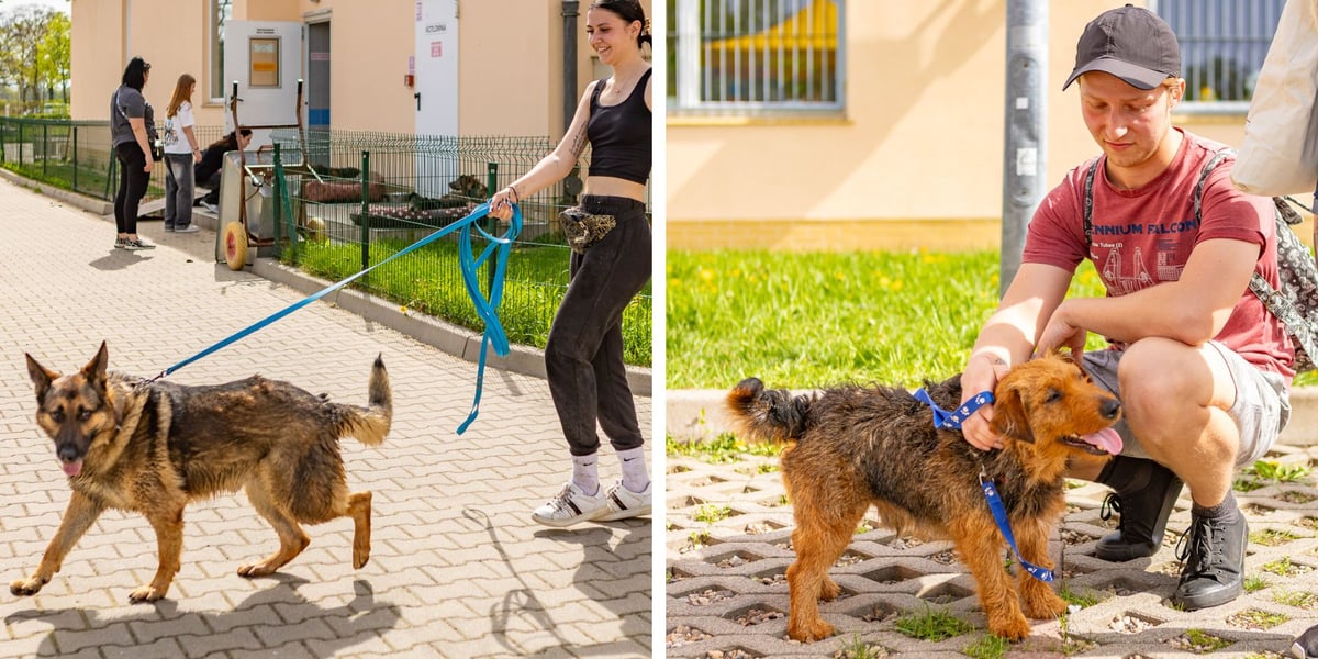 Kolaż dwóch zdjęć – na obydwu psy-podopieczni TOZ Schroniska we Wrocławiu