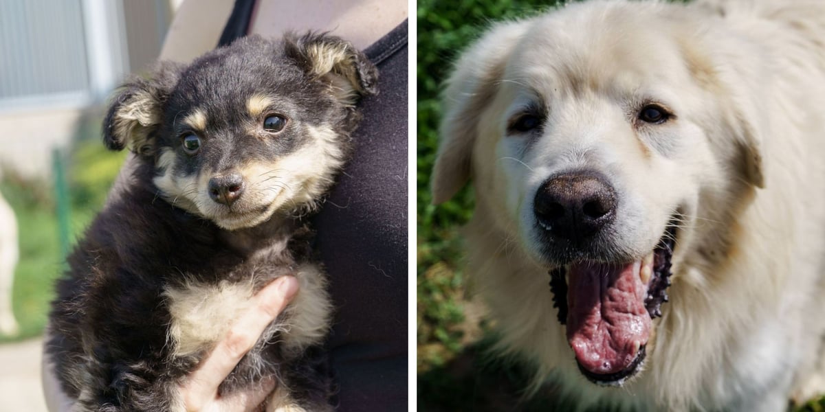 Psy do adopcji z wrocławskiego schroniska - z lewej 2,5-miesięczny szczeniaczek, z prawej Baca, 8-letni podhalan