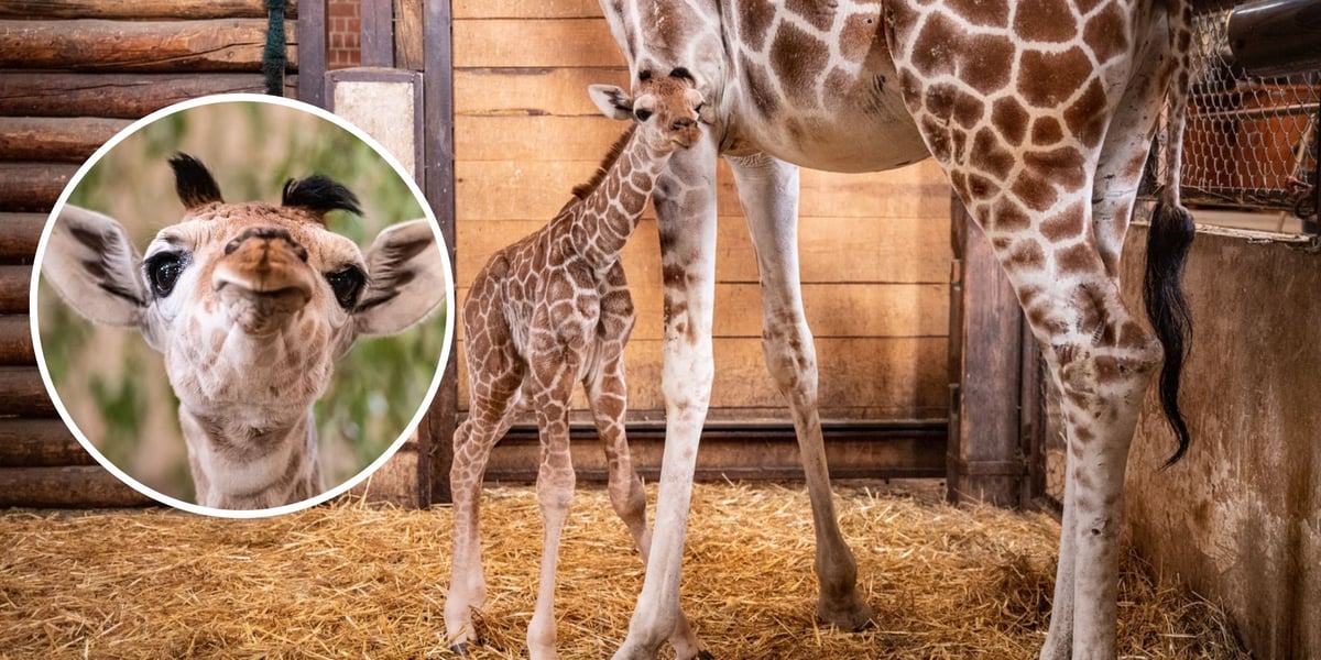 Całuśna od urodzenia. Zobaczcie malutką żyrafę z zoo Wrocław. To jej pierwsza sesja [ZDJĘCIA] 