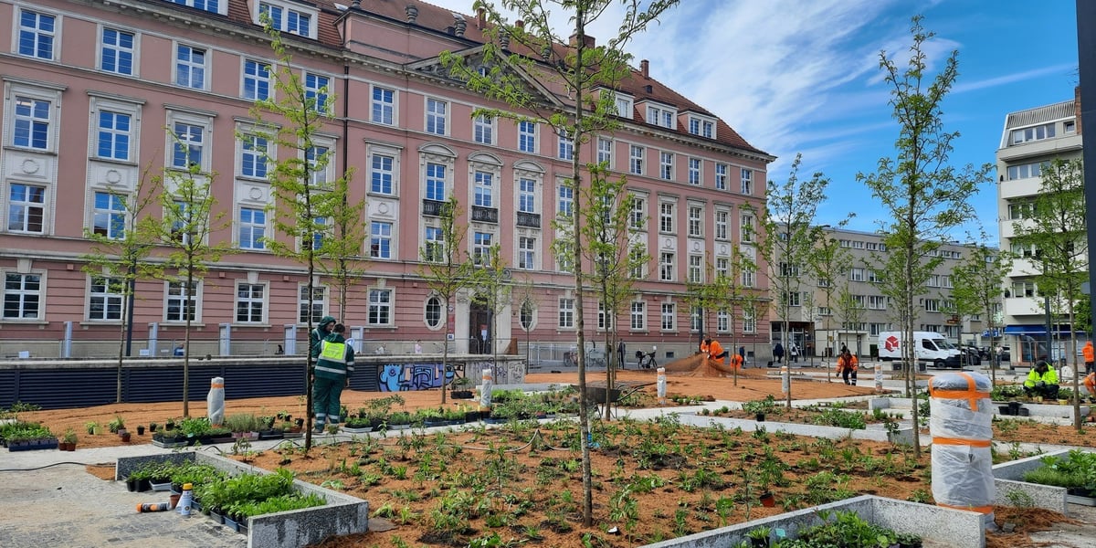 Zazielenianie placu Nowy Targ