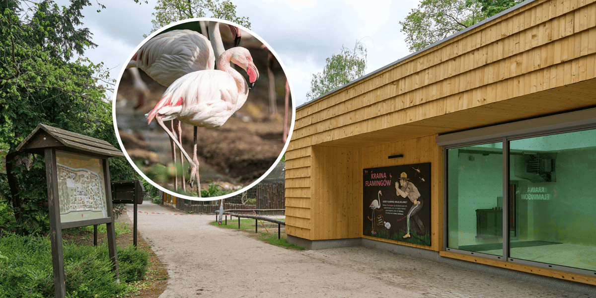 Nowy wybieg i pawilon dla flamingów w zoo Wrocław, w kółku na środku - flaming