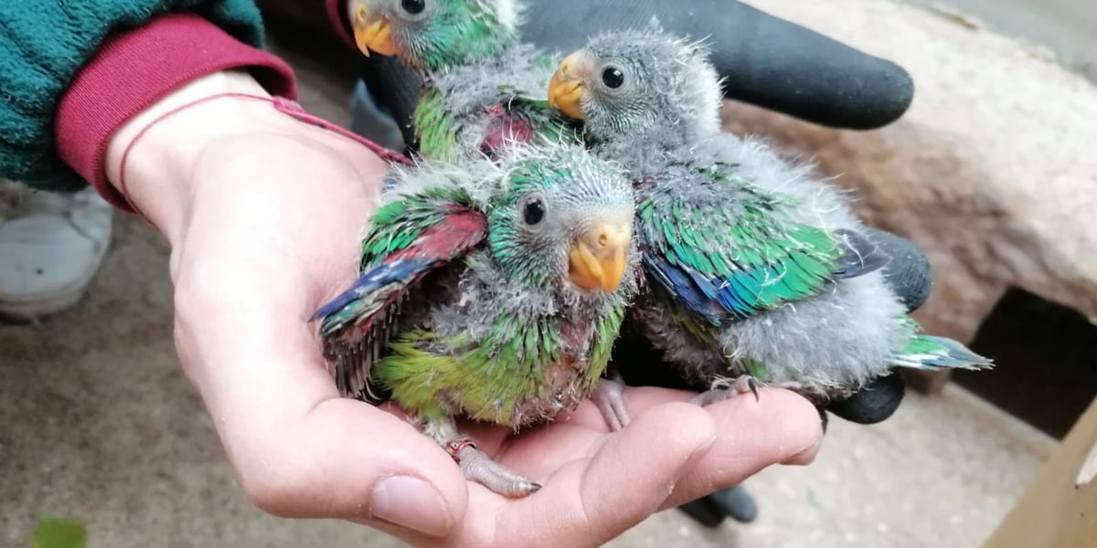 Papużki ostrosterne wykluły się we wrocławskim zoo (na zdjęciu 3 maluchy na dłoni)