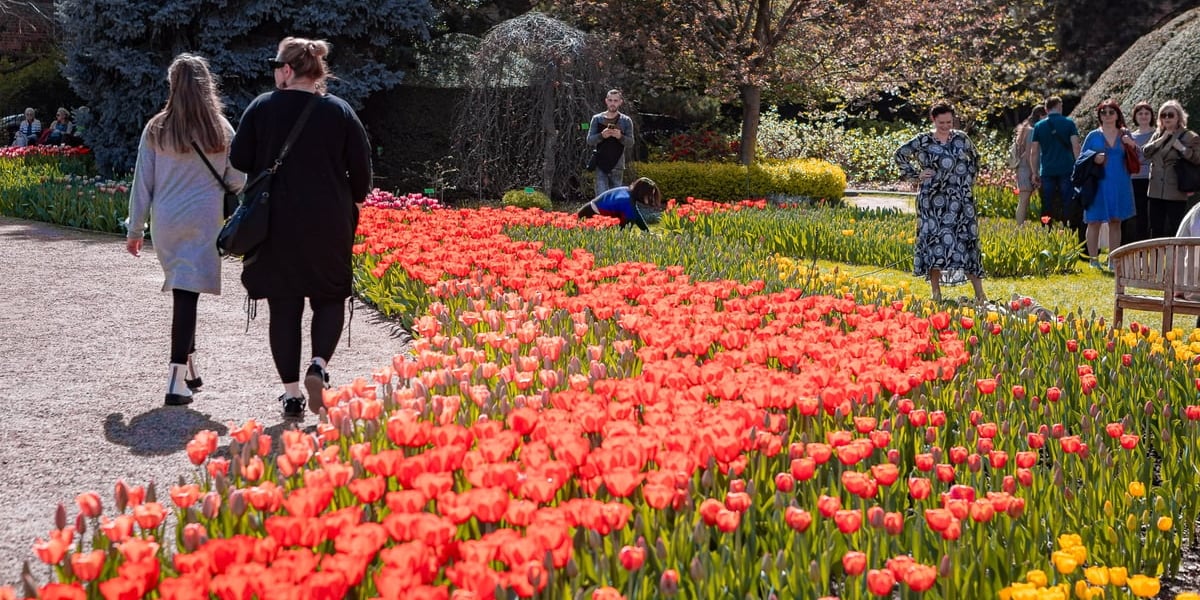 Tulipany i zwiedzający w Ogrodzie Botanicznym