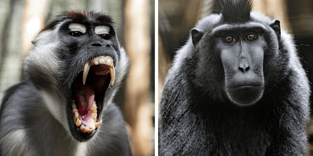 Od lewej mangaba rudoczelna - Zgredek, obok makak czubaty - Manado z wrocławskiego ZOO