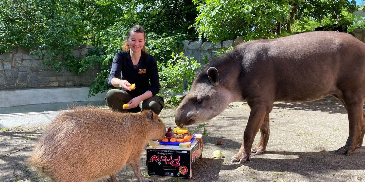 Na zdjęciu tapir Sara i dwie kapibary świętują z opiekunką, Panią Agatą Kociołek, Światowy Dzień Tapira specjalnymi smakołykami