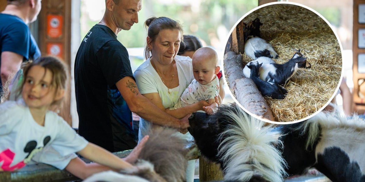 Dzieciniec Zwierzęcy w Zoo Wrocław po ponownym otwarciu / zwiedzający głaszczą zwierzaki, w kółeczku mała kózka