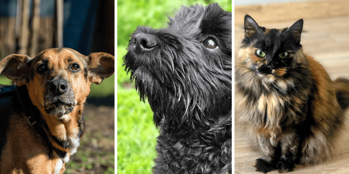 Kolaż trzech zdjęć przedstawiających zwierzęta do adopcji, dwa psy i kota