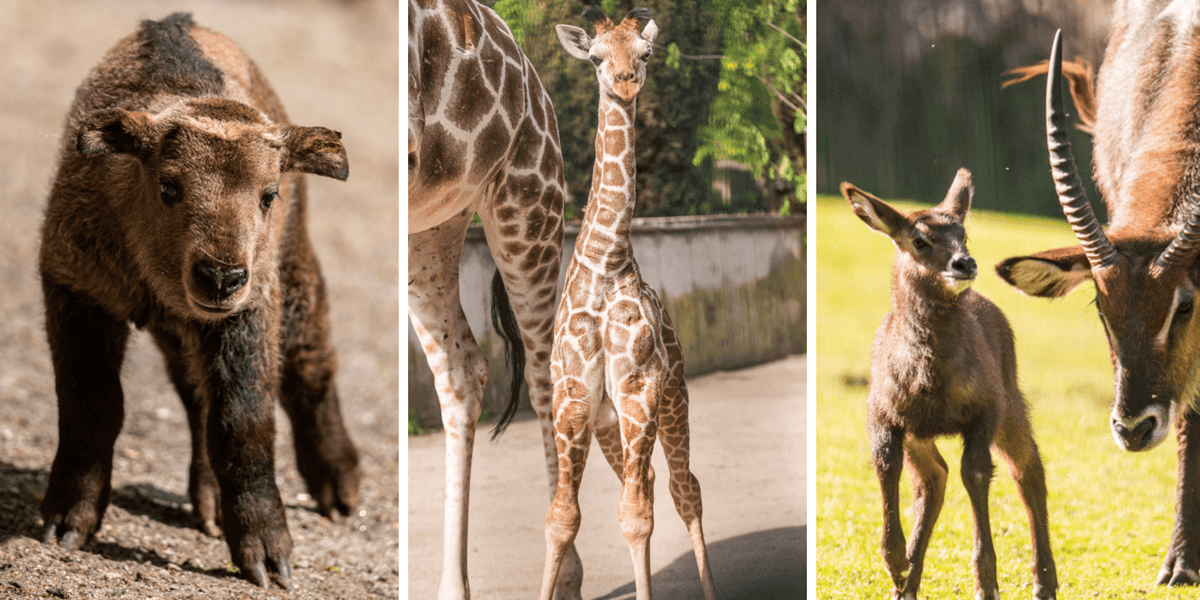 Kolaż trzech zdjęć: maluchy z wrocławskiego zoo: takin złoty, żyrafa i kob