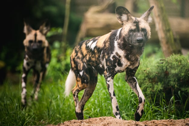 Nowe samice likaona - Nandi i Kamari 
