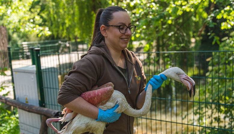 Przeprowadzka flamingów we wrocławskim zoo. Na zdjęciu opiekunka flamingów ostrożnie niesie ptaka na rękach, trzymając go za tułów i szyję