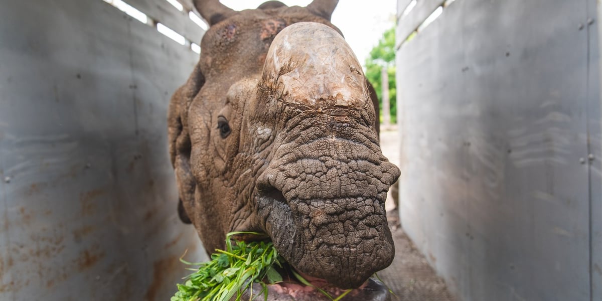 Nosorożec Manas w skrzyni, którą jedzie z zoo we Wrocławiu do zoo w Hiszpanii