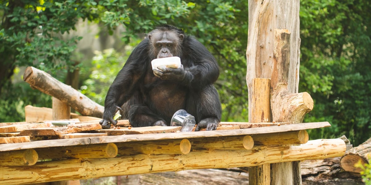 Szympans na drewnianym podeście na wybiegu w zoo we Wrocławiu