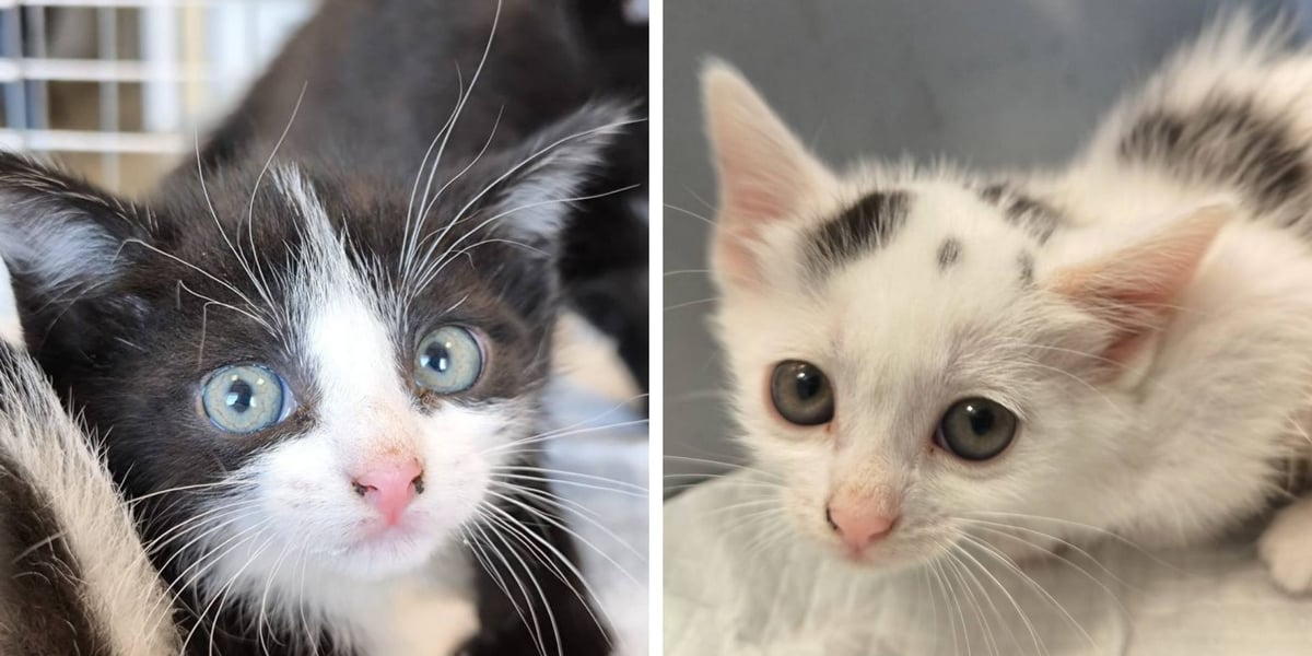 Koty do adopcji z wrocławskiego schroniska