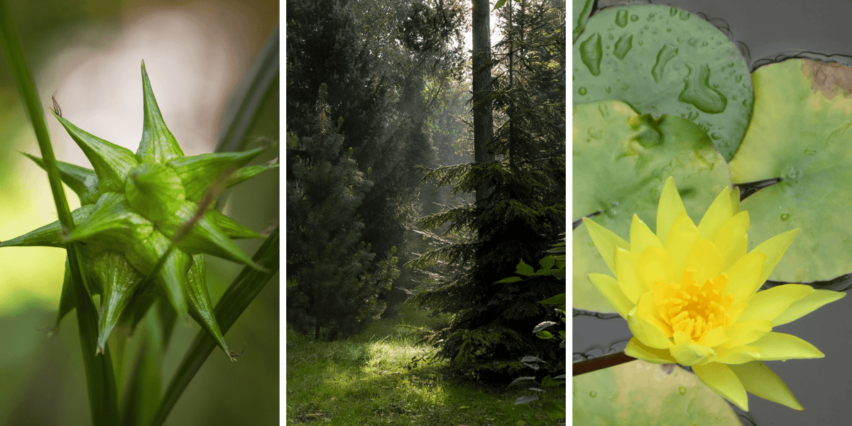 Ogród Botaniczny Roślin Leczniczych Uniwersytetu Medycznego we Wrocławiu. Kolaż trzech zdjęć przedstawiających rośliny i drzewa