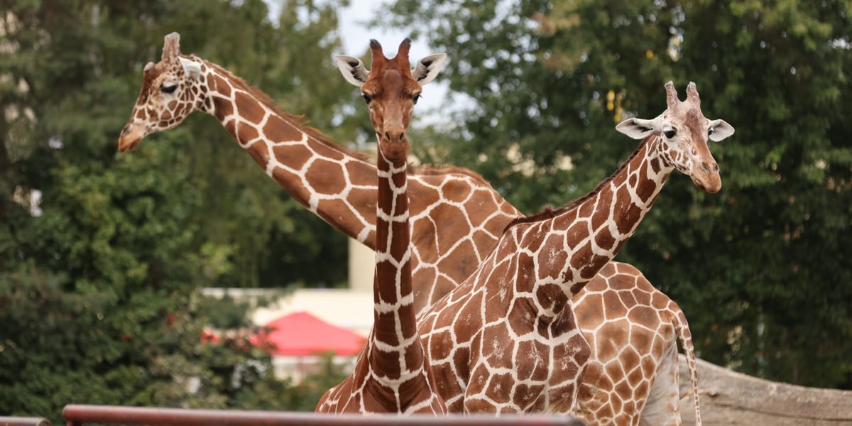 Żyrafy z wrocławskiego ZOO