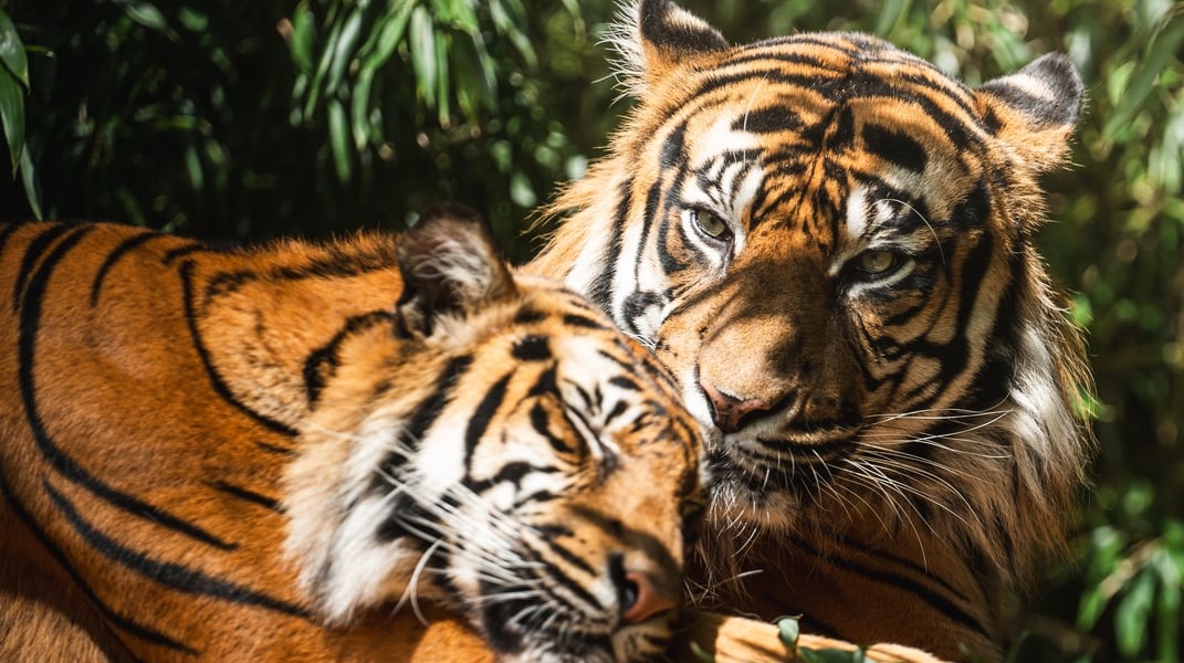 Nuri i Tengah, tygrysy z wrocławskiego zoo