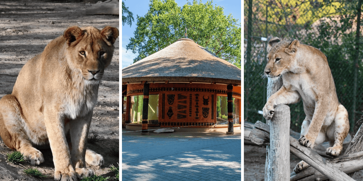Kolaż 3 zdjęć: z lewej i prawej lwice Wanja i Malkia, w środku nowa Lwiarnia w zoo Wrocław
