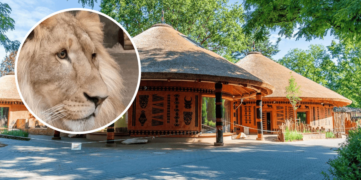 W tle pawilony nowej Lwiarni w zoo, z lewej w kółku lew Togo, który wkrótce tam zamieszka