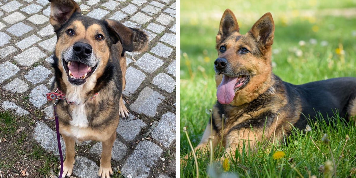 Po lewej: Ziggy, po prawej: Saba
