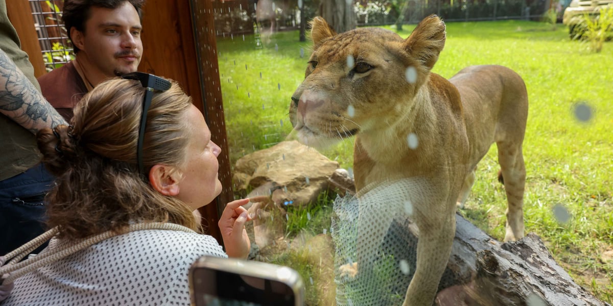 Nowa Lwiarnia we wrocławskim zoo - lwy można podziwiać z bardzo bliska. Na zdjęciu zwiedzający przy szybie wybiegu, a za szybą młoda lwica, która im się przygląda