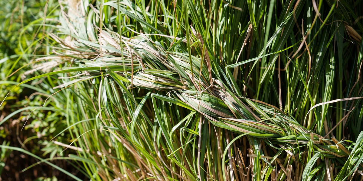 Warkocz zapleciony na ozdobnych trawach rosnących wzdłuż ścieżki rowerowej przy ważnym szlaku komunikacyjnym w centrum miasta