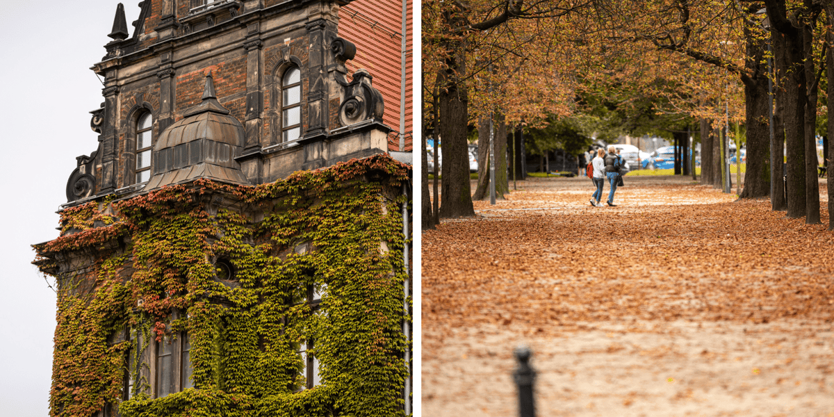 Pierwsze oznaki jesieni we Wrocławiu. Z lewej liście na Muzeum Narodowym, obok alejka w parku i drzewa