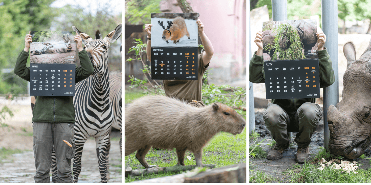 Zdjęcia pracowników ZOO we Wrocławiu, którzy trzymają kalendarz. Trzy zdjęcia. Widać też zwierzęta: na pierwszym od lewej zebrę, w środku kapibarę, po prawej nosorożca... 