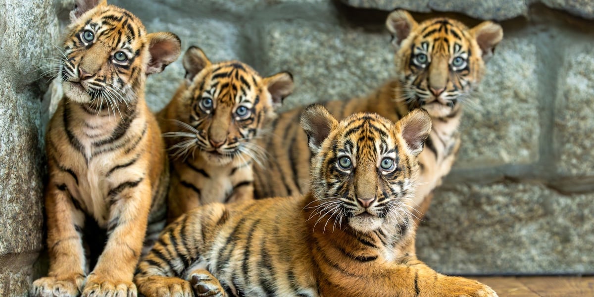 Czworaczki z wrocławskiego zoo - cztery małe tygrysy sumatrzańskie