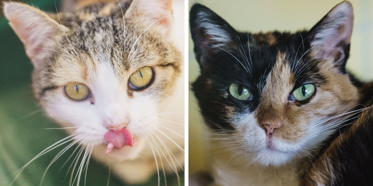 Z lewej Fruzia, z prawej Mila - koty do adopcji z wrocławskiego schroniska dla zwierząt