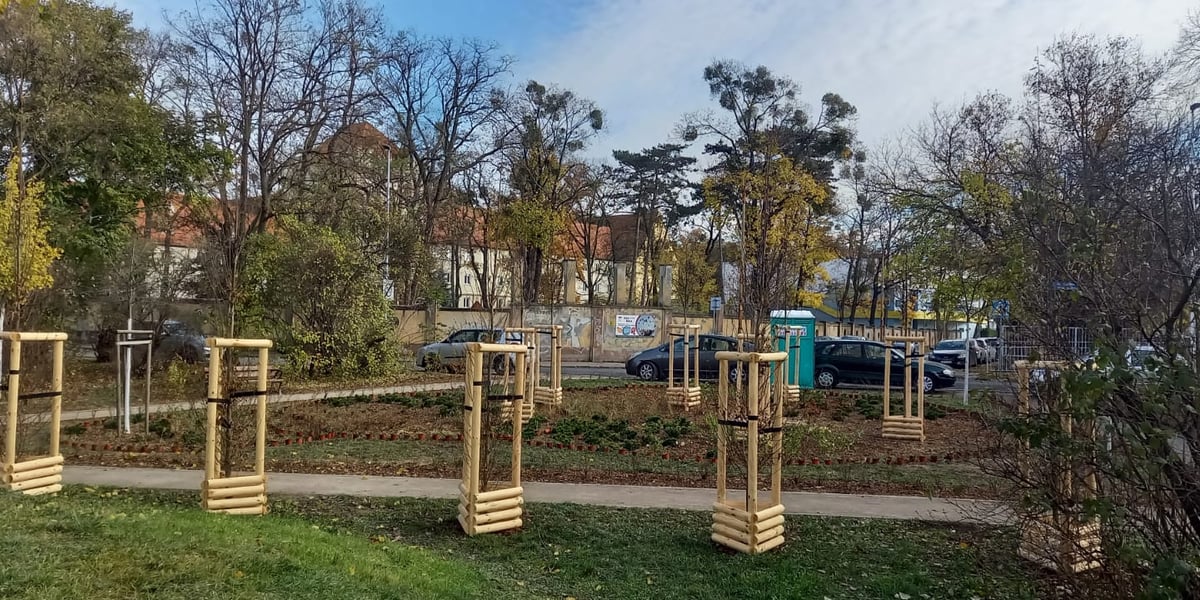 Nowe nasadzenia zieleni przy placu Daniłowskiego na Karłowicach