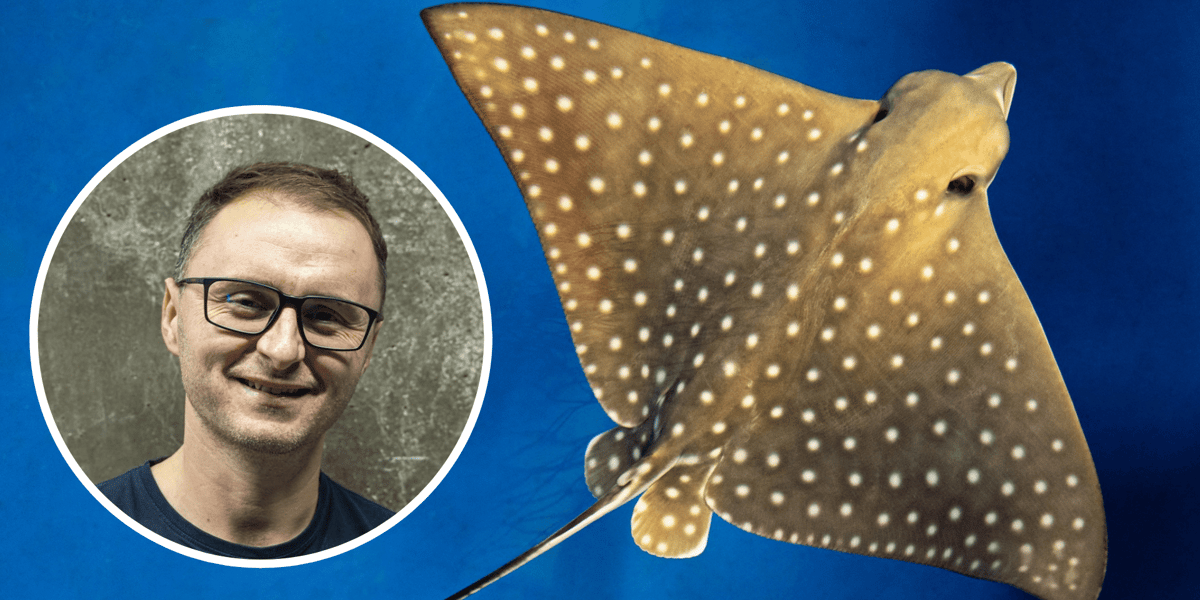Kolaż dwóch zdjęć. W kółku Jakub Kordas, z-ca dyr. ds hodowlanych wrocławskiego zoo, w tle orleń cętkowany