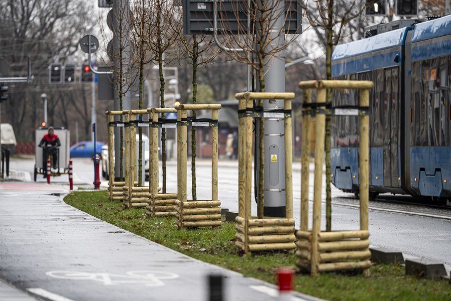 Sadzonki klonów pospolitych, w drewnianych osłonach, w pasie trawy pomiędzy drogą rowerową a ulicą Pomorską