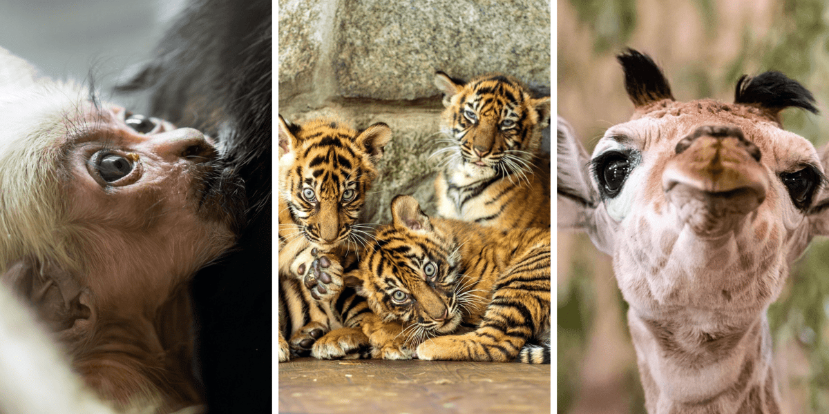 Kolaż 3 zdjęć: zwierzęta, które przyszły na świat we wrocławskim zoo w 2024 roku: gibon czapnik, tygrysy sumatrzańskie i żyrafa