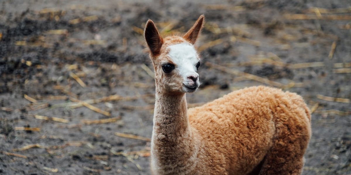 Towel chętnie pokazuje się gościom wrocławskiego ZOO