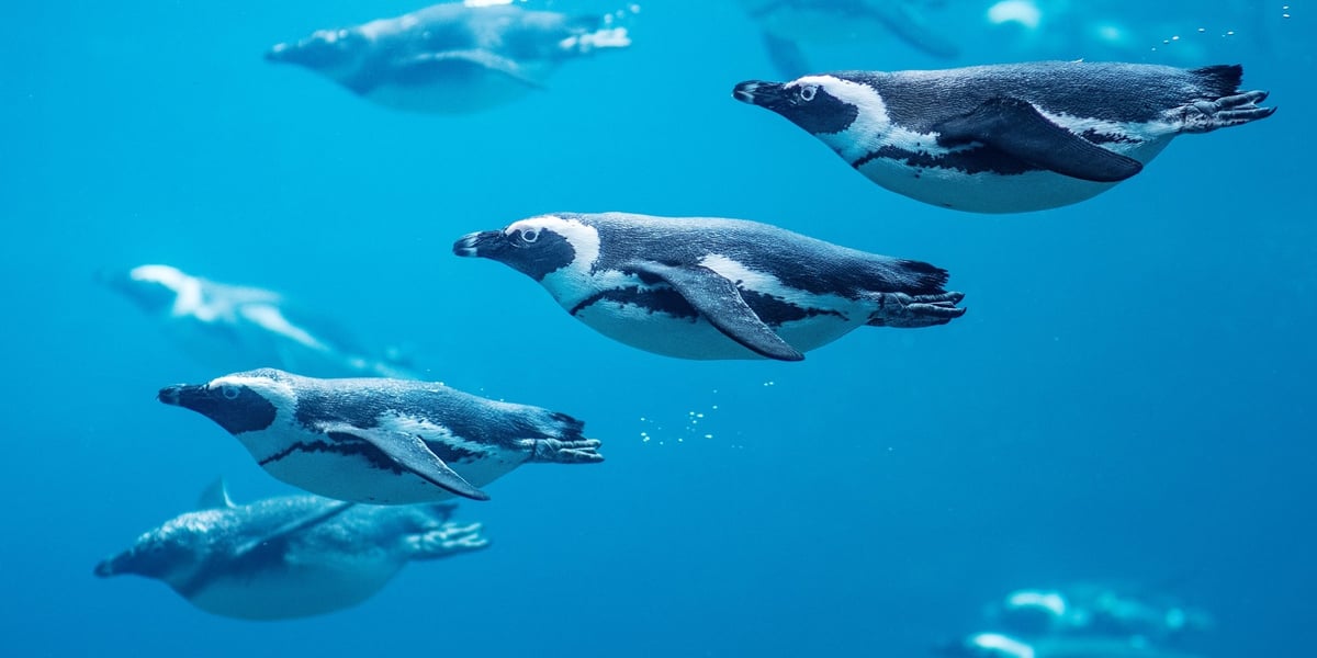 Pingwiny tońce z wrocławskiego zoo