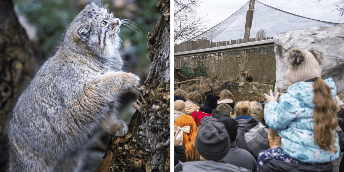 Pokazowe karmienie manuli we wrocławskim zoo. Kolaż dwóch zdjęć: na pierwszym z lewej manul, na drugim goście ogrodu, którzy przyszli go zobaczyć.