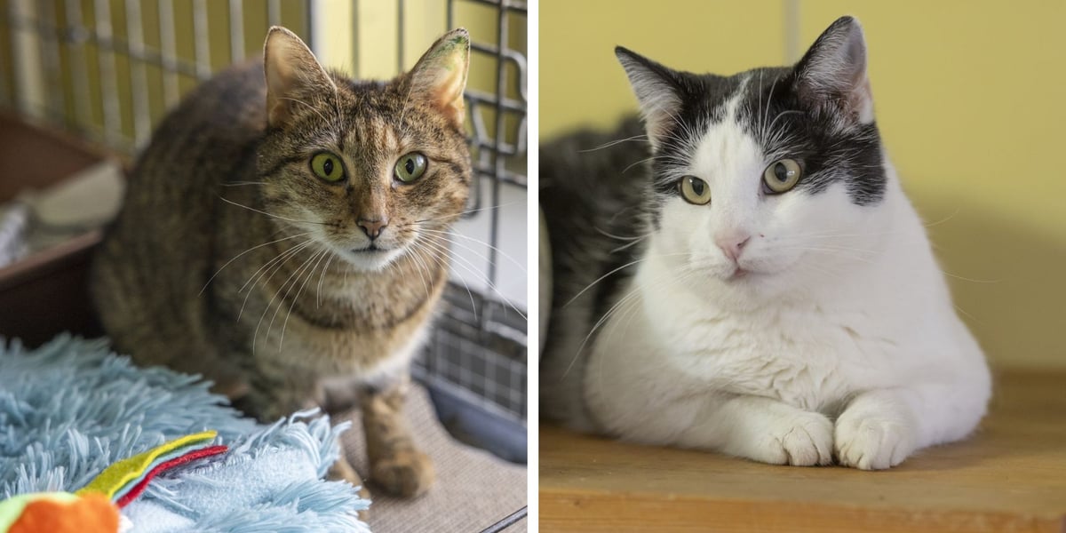 Koty do adopcji z wrocławskiego schroniska - z lewej Rysia, z prawej Kiwi
