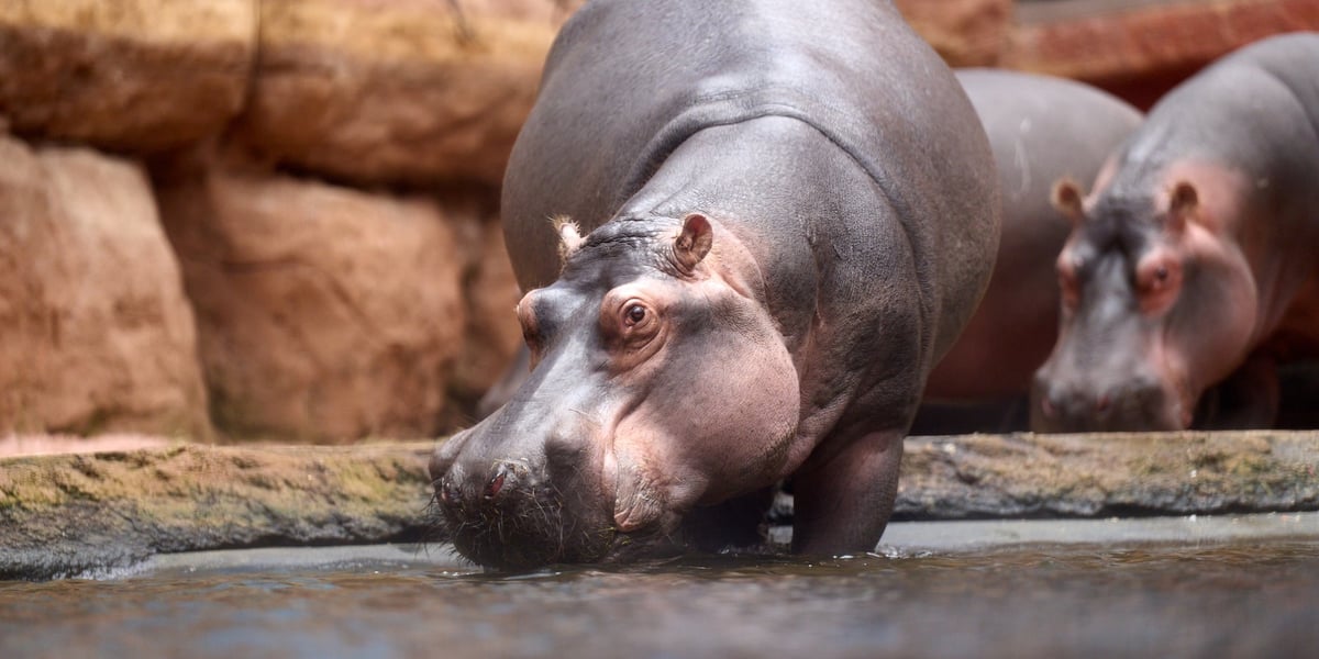 Światowy Dzień Hipopotama we wrocławskim Afrykarium