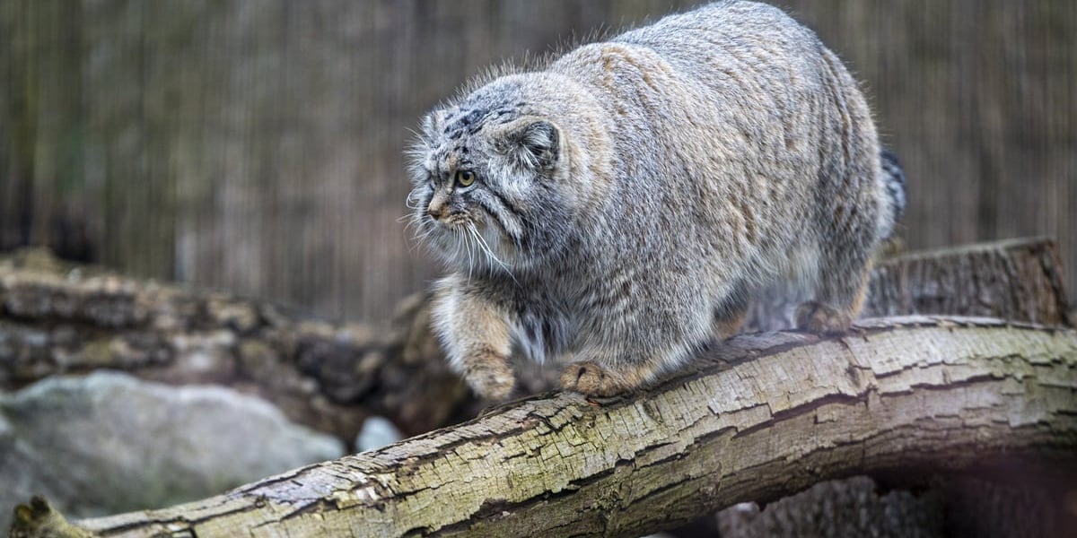 Manul z wrocławskiego zoo
