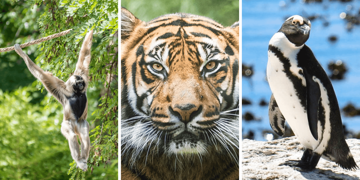 Kolaż 3 zdjęć: gibon czapnik, tygrys sumatrzański, pingwin przylądkowy - zagrożone gatunki wspierane przez Fundację DODO i ZOO Wrocław